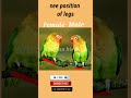 Love Birds: Male & Female Differences π¦