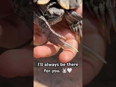Lyrics Song Spedup Music Turtle Greenturtle Musicgenre Reptiles Speedup