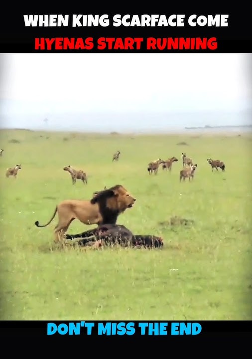 30 Hyenas V/S Scarface Lion #viralshorts #viralytshorts #shorts #ytshorts #wildlife #lion #scarface
