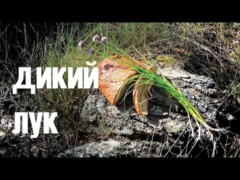 Видео: Борьба с диким луком: как избавиться от дикого лука