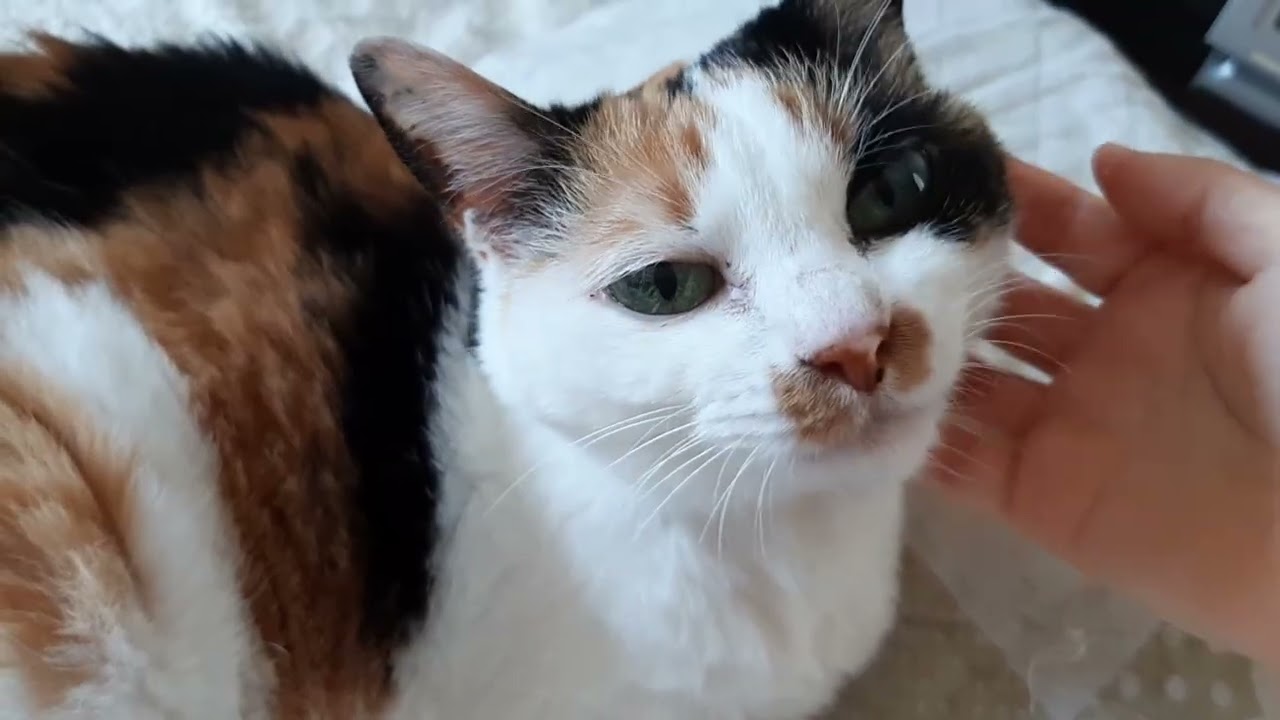 みけCAT 仲良しねこ みけちゃん - YouTube