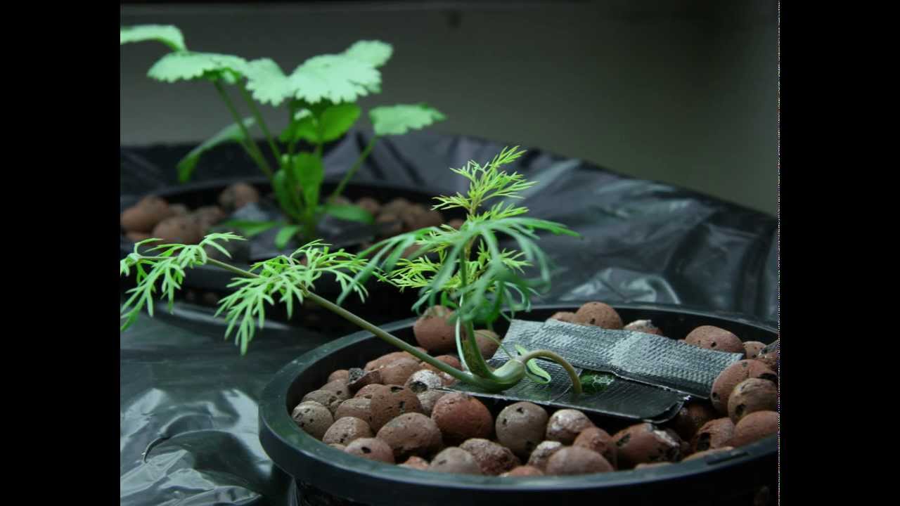 HyGrowBot V1 Build And Growth