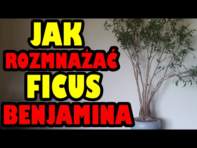 How to propagate FICUS Benjamina rooting - YouTube