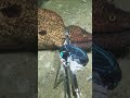 #catchthesea #fishing #rivercrab #beach #deepsea #nature #diving #fish #eel #crab