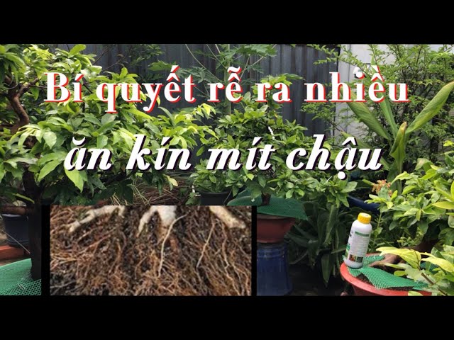 Bí quyết làm cho rễ mai ra nhiều ăn kín mít chậu cover