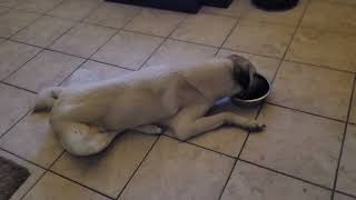 The laziest Kangal on the planet. #kangal by Kangal Whisperer Mike 183 views 11 months ago 38 seconds