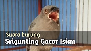 Masteran Srigunting Abu Isian Sikatan Londo