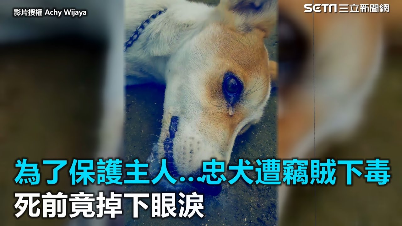 為了保護主人 忠犬遭竊賊下毒死前竟掉下眼淚 三立新聞網setn Com Youtube