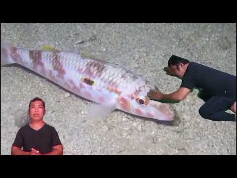 Video: Paano Gawing Marino Ang Isda