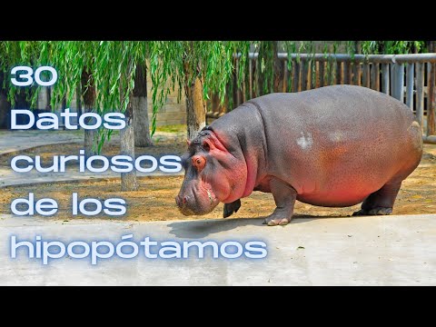 Video: A është qumështi i hipopotamave vërtet rozë?