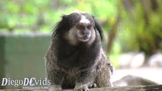 Callithrix penicillata: Black-tufted marmoset, sagui-de-tufos-pretos (Cebidae) CX-1