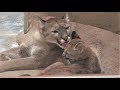 なかよし 親子 の ピューマ  足をすべらしスッテン ころりん する 赤ちゃんがかわいいです The baby puma who slips and falls down is cute.  пума