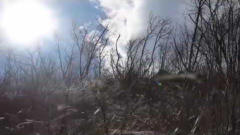 Strong Howling Wind Sound 8 Hours / Swaying Trees in The Wind