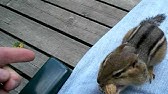 How to catch a chipmunk - YouTube