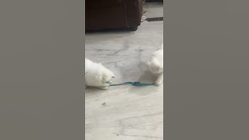 Watch till the end to see their scared reaction to thunder sound! #cats #thunder