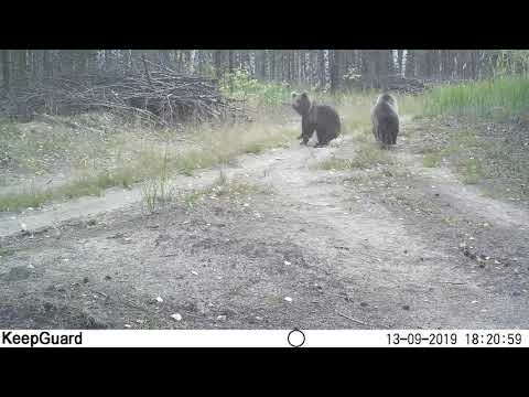 Медведица с пятью медвежатами в Керженском заповеднике