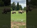The Cutest Rhino Duo YouтАЩll See Today ЁЯжПЁЯТХ Rhino Rhinobaby Cuteanimals Cutestanimals Summer The Cutest Rhino Duo YouтАЩll See Today ЁЯжПЁЯТХ Rhino Rhinobaby Cuteanimals Cutestanimals Summer