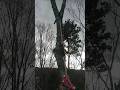 Traverse through the forest...full rope retrieval. Thanks Reg #tree #arborist #climbing