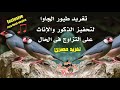 صوت تغريد طيور الجاوا لتحفيزها على التزاوج ومعلومات مهمة عن التزاوج 