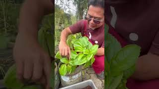 Petik Pohpohan Dari Kebun Sendiri  Yuk Tanam Yang Kita Suka Makan
