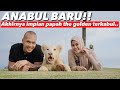 JEMPUT BABY SINGA PUTIH KE BALI.. GEMEEEY BGT!!