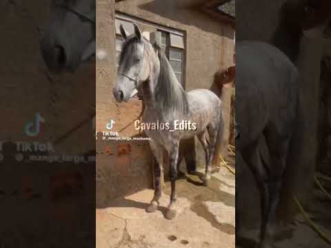 Edit Mangalarga Marchador,