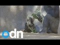 Cute baby gorilla learns to walk at San Diego Zoo