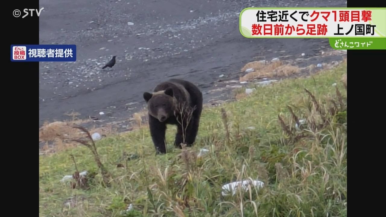 砂浜に現れた1頭のヒグマ 花火鳴らすと山へ逃げる 住宅密集する海沿い