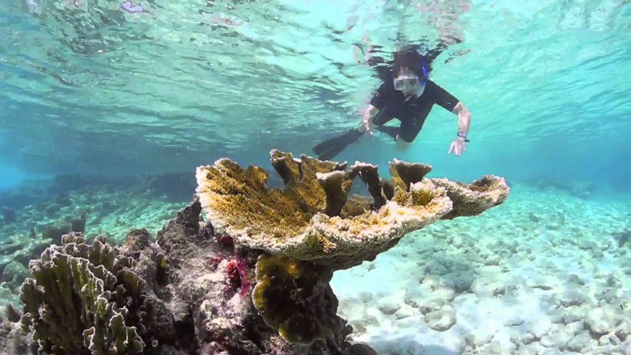Jeff Croll, Deep Blue Discoveries, Snorkeling at Bonair YouTube