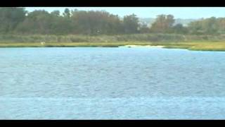 Sept 8 2011 - Reynolds Channel Long Beach NY
