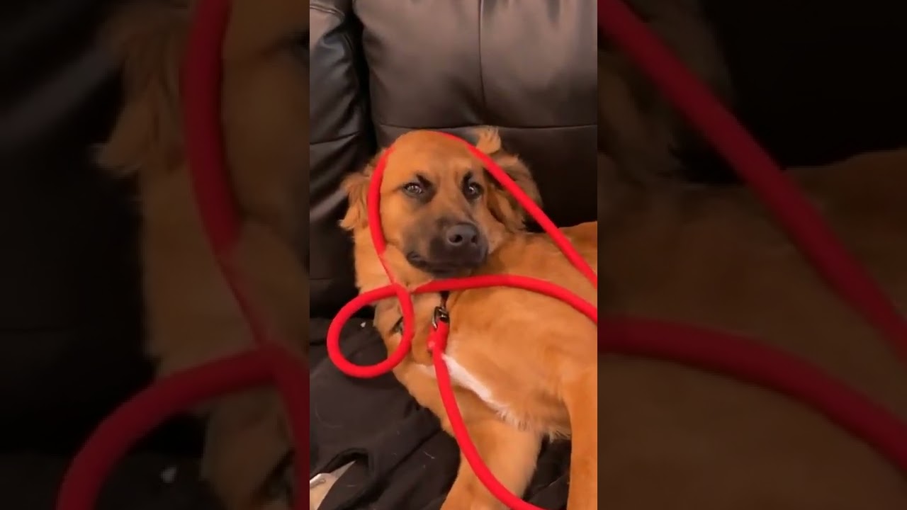 the aforementioned paw tapping