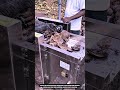 Innovation Coconut Husk Cutter Machine : Brutal Crushing Precision