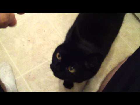 bombay cat information pictures personality facts in the frames of breed standards it s still allowed to breed small panthers with zibelline burmese cats and with black colored american shorthair cats