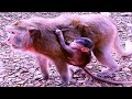 Baby Monkey Clings To Mother Because She Is afraid of falling