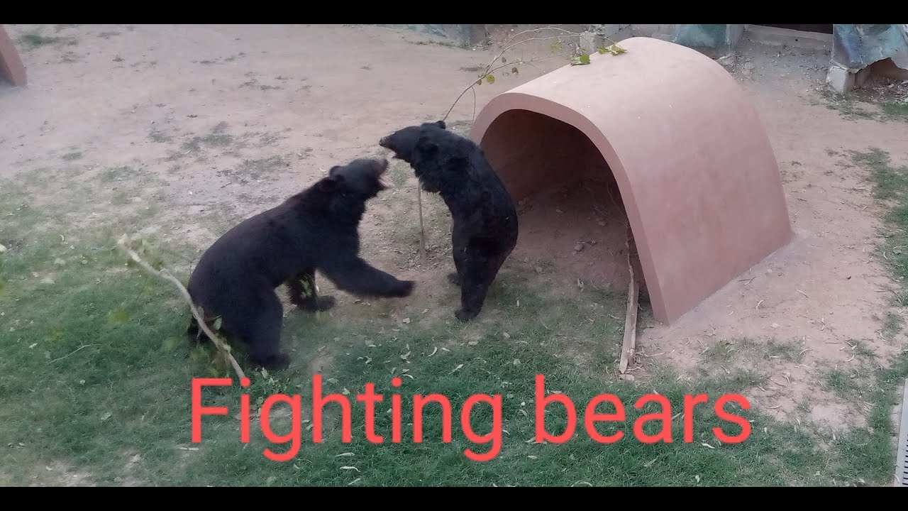 black fighting bears||wood animals