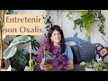 L'Oxalis : Origine & Entretien