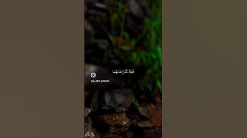 تلاوة عطرة للشيخ علي جابر