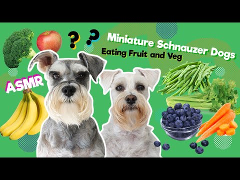 Miniature Schnauzers | Dogs Eating Fruit and Veg | ASMR