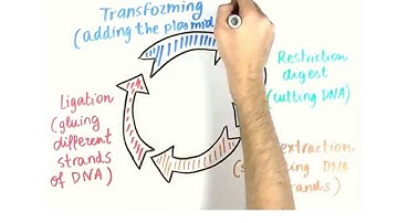 1.5/ Main basics techniques that are used in iGEM. MOOC iGEM HS