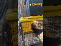 Are you 🐔 Chicken 🍗 #animals #chicken #teachersoftiktok #rooster #silly  vintage thrift shop