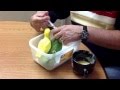 Hand feeding baby indian ringnecks