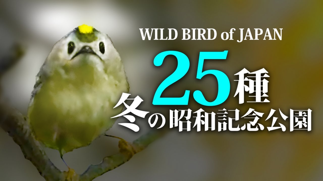 キクイタダキ他【野鳥の名前25種】昭和記念公園の冬1209