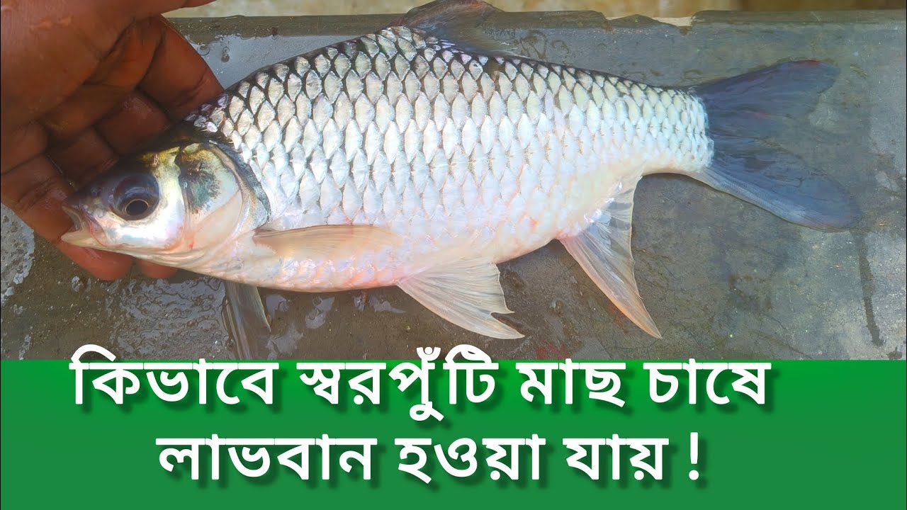 থাই সরপুঁটি মাছ চাষ পদ্ধতি | থাই সরপুঁটি মাছের পোনা | থাই সরপুঁটি মাছ চাষ | ✆ 01738-941526