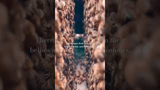 Surah Al-Nahl - The Bee #abdulbasit #quran #quranrecitation #bees