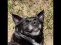 6/12/26 Dookie stream of R6