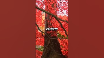 Napoleon Defeated by Rabbits?! History’s Wildest Epic Fail! 🐇