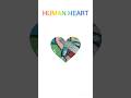 Human heart #shortvideo  #youtubeshorts  #heart