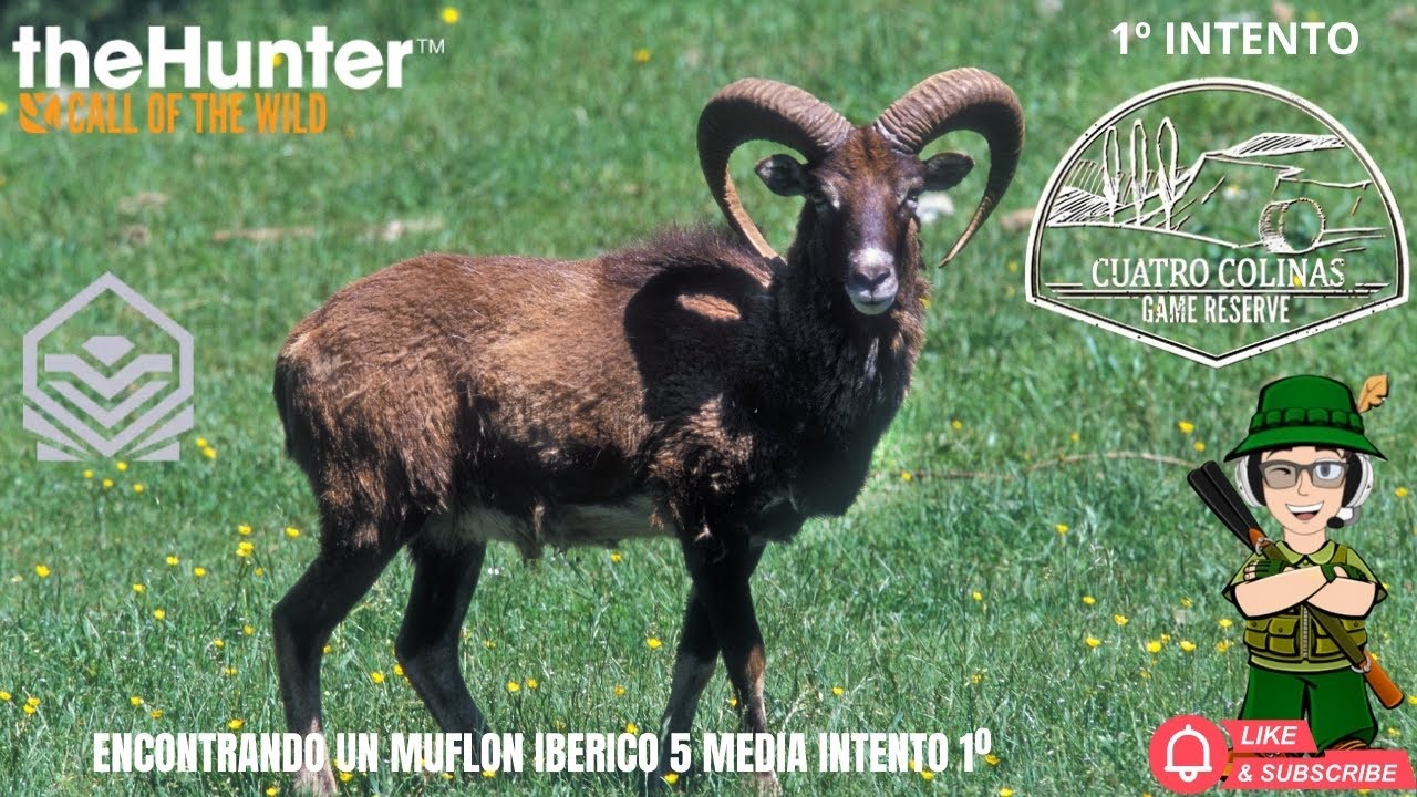 ENCONTRANDO UN MUFLON IBERICO 5 MEDIA INTENTO 1 