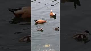 A small Moscow family of red ducks. In the spirit of the times...       #birds #russia