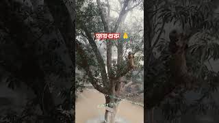 🏵️#Joy Guru#Manohar Lal Rishi Giri Maharaj 🙏🚩#alakh Niranjan #songs#ringtone#status# reels#shorts💐